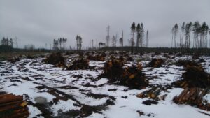 Stumps - Keuruu, Central Finland ©Matti Aalto