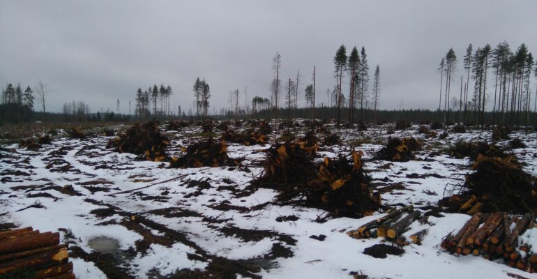 Stumps - Keuruu, Central Finland ©Matti Aalto