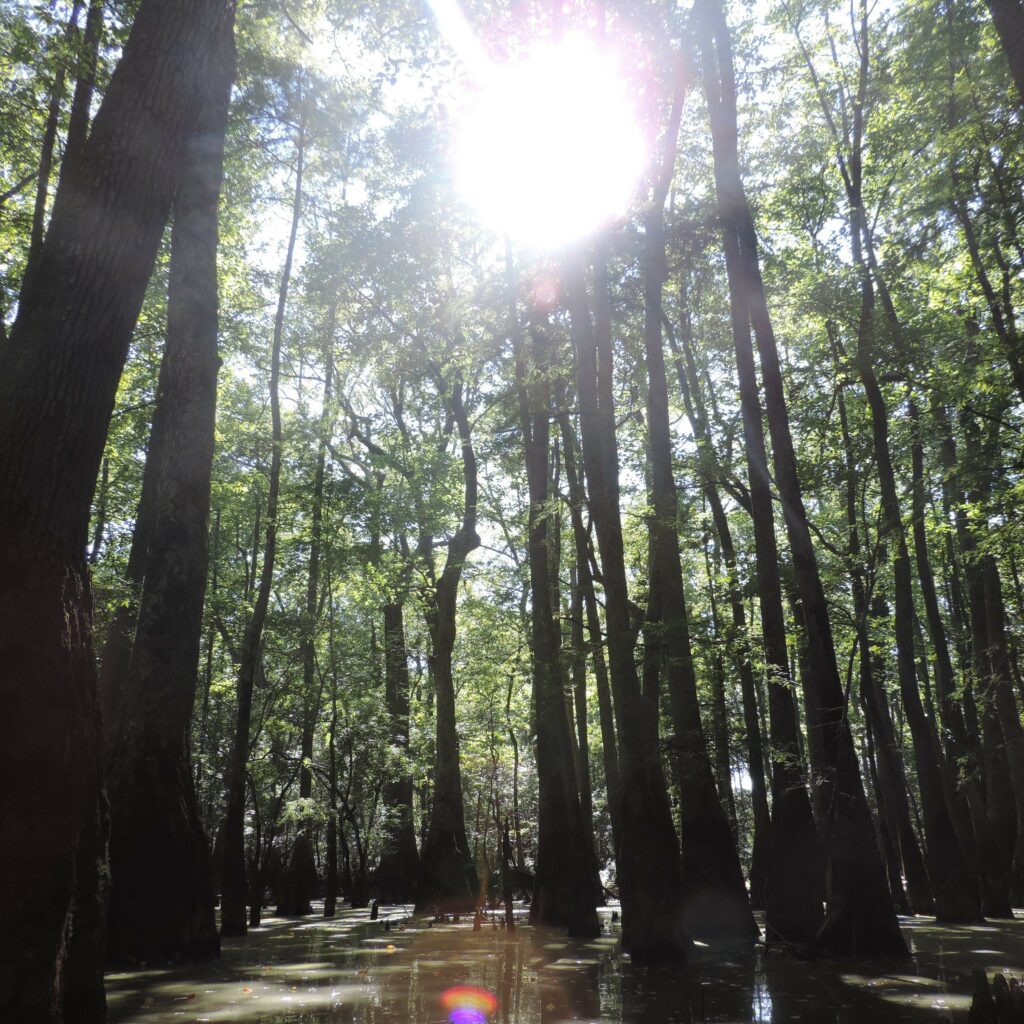 A beautiful natural hardwood forest in Virginia, USA. 